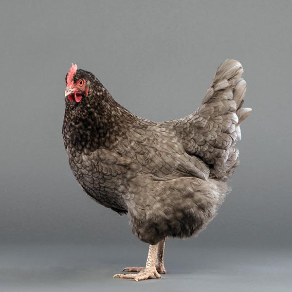 Baby Chicks: Olive Egger - My Pet Chicken